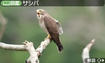 Hana to Ikimono Rittai Zukan (Japan) screen shot game playing